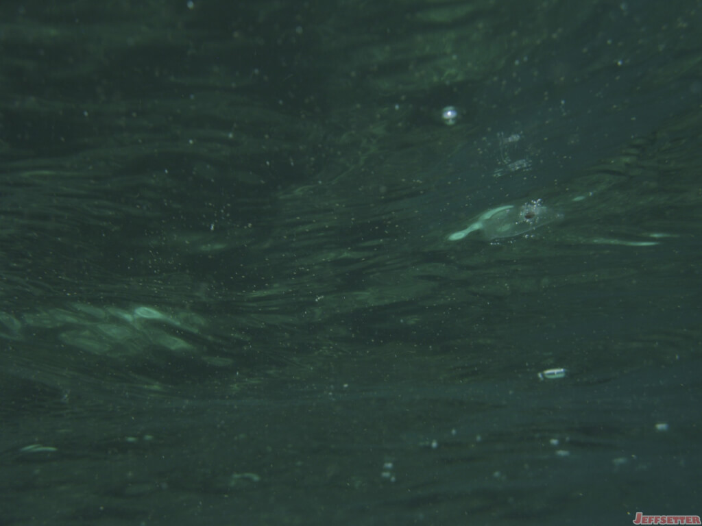 Little tiny clear jellyfish