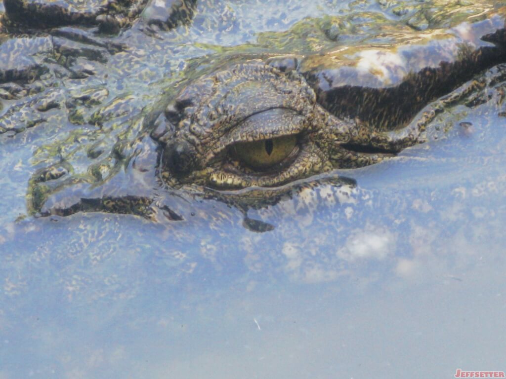 Eye of the Crocodile in Cairns, Australia [Photo of the Week]