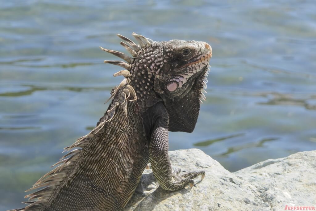 Iguana on a Rock, Frenchtown, St. Thomas, US Virgin Islands