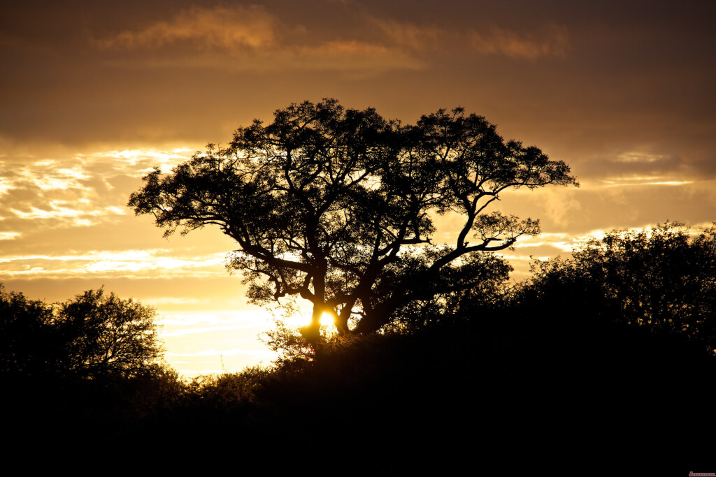 Sunrise Over Modlito Private Game Reserve, South Africa [Photo of the Week]