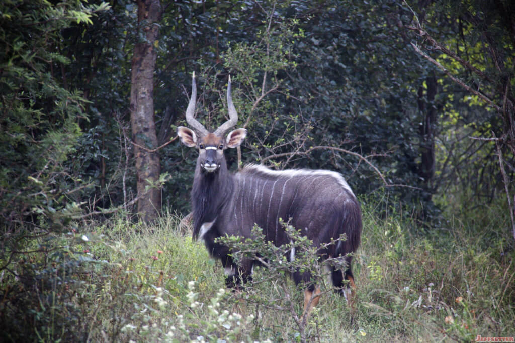 Vuyani Safari 286