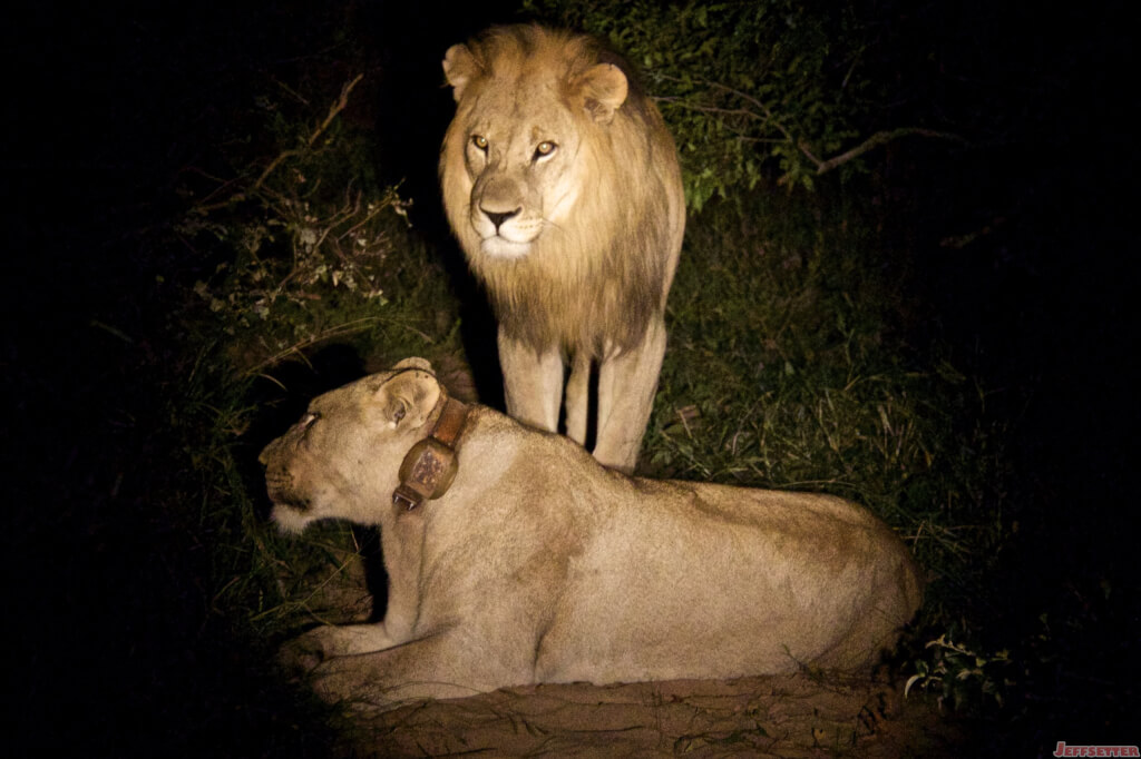 South Africa Safari Experience Part 2: How Often do Lions Mate?