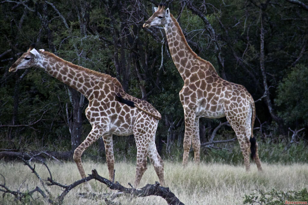 Vuyani Safari 82
