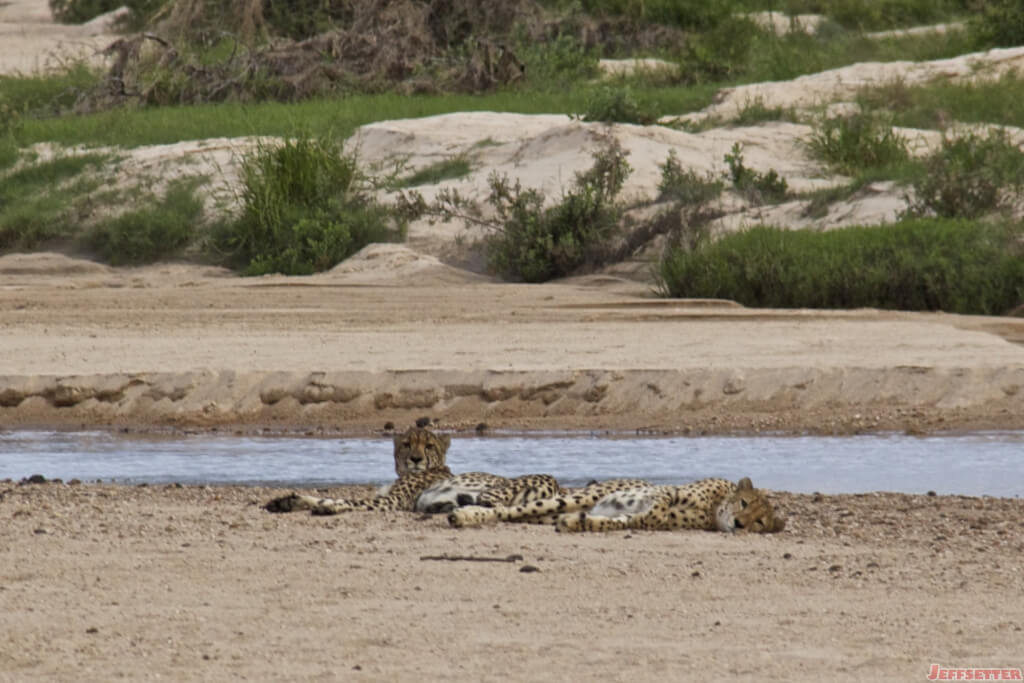 My South Africa Safari Experience Part 1: Cheetah's and Hippos