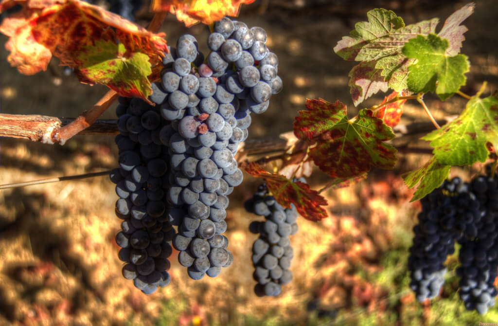 Grapes Ready for Harvest in Sonoma County