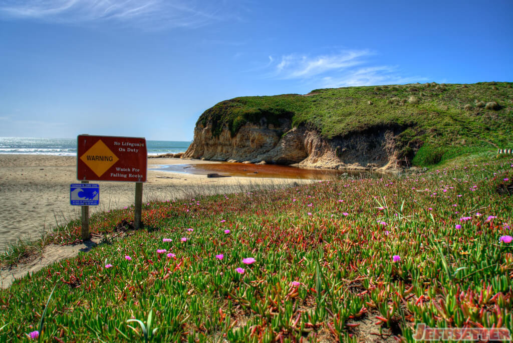 Wildflowers in Point Reyes National Seashore