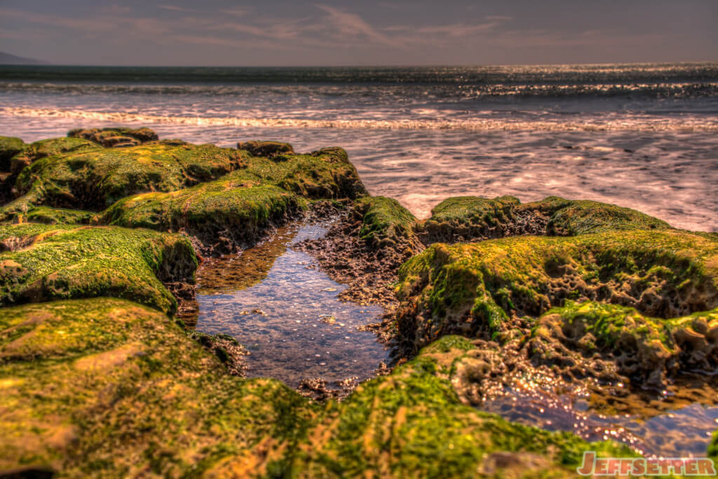 Mini Tide Pool on an Algae Covered Rock on a Pacific Ocean beach