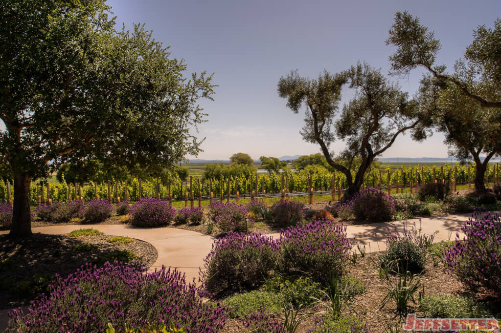 Wine Wednesday: Spring Flowers and New Vines in Sonoma Wine Country