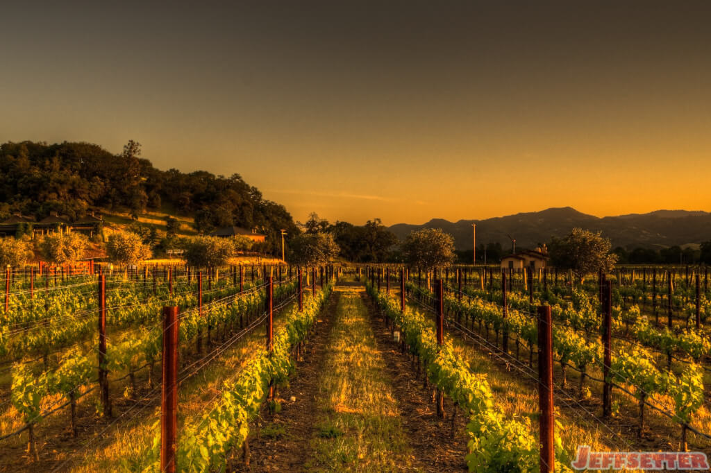 New Vines in Napa Valley Wine Country
