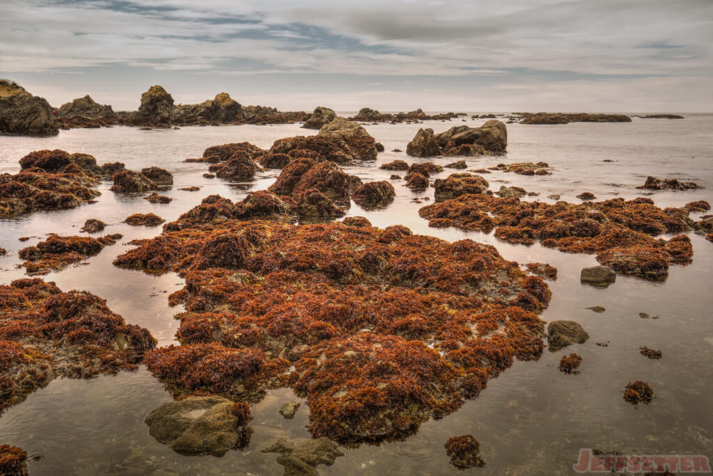 Harbor Seals and Red Kelp at MacKerricher State Park, Mendocino County California