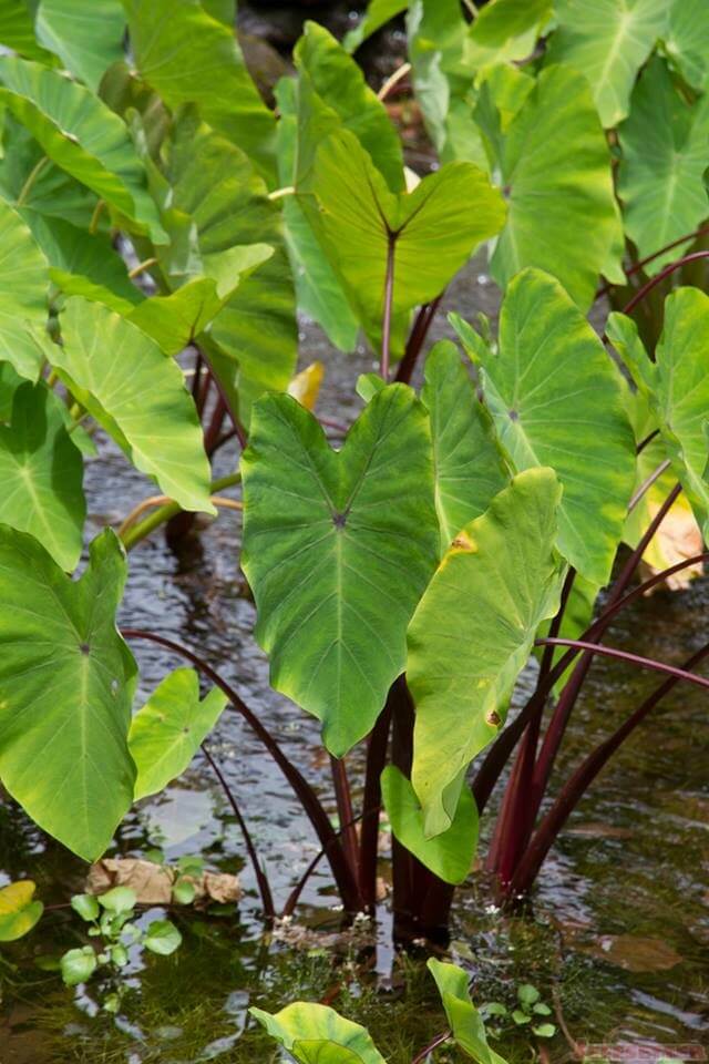 Iao3