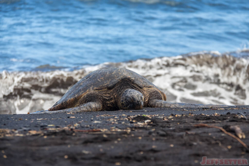 Waves, Turtles and Sand, oh my - Big Island Black Sand Beach