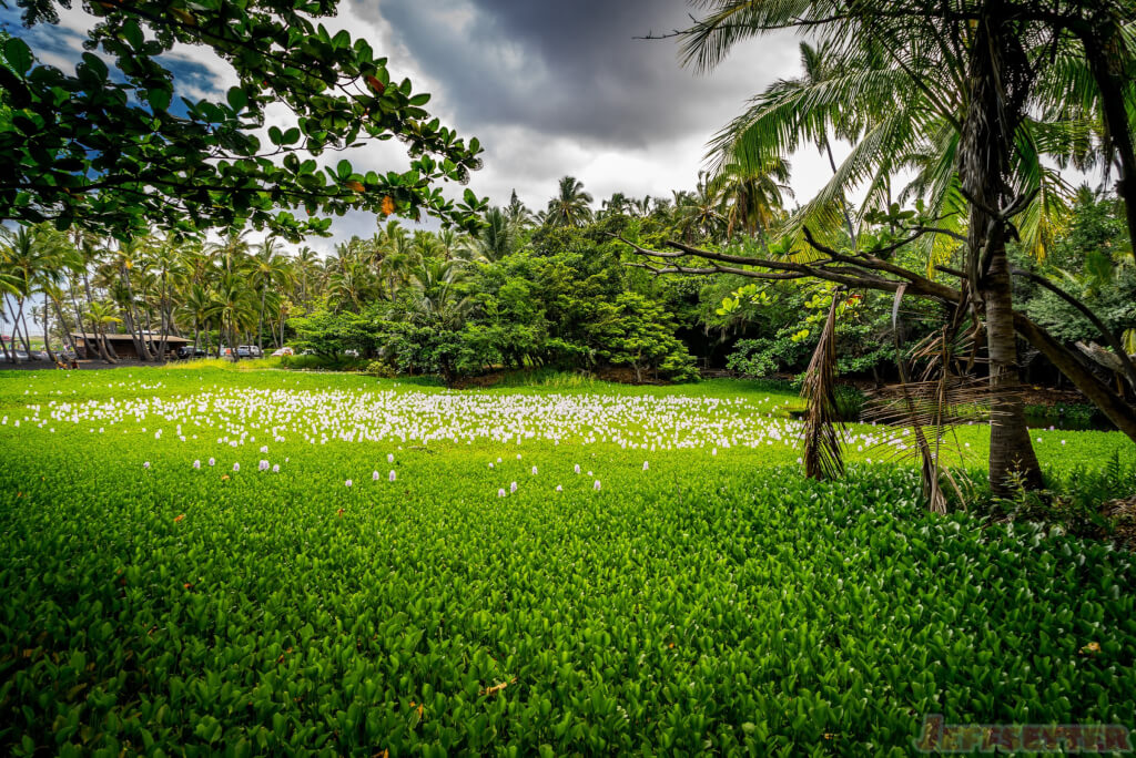 Hawaii Big Island Punaluu Black Sand Beach-19