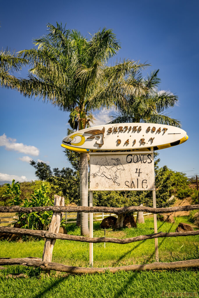 Surfing Goat Dairy Maui - Mmmmm Cheese