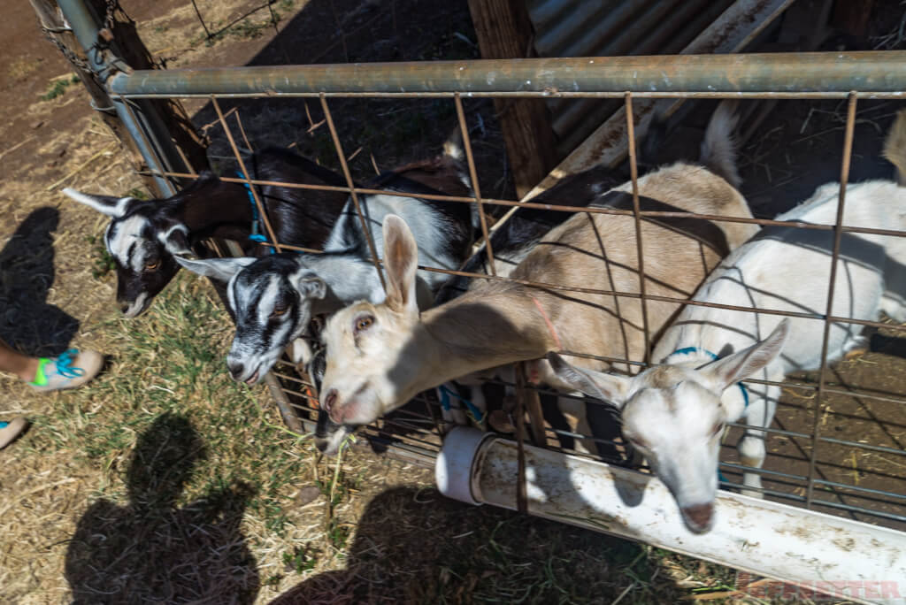 Surfing Goat Dairy-3