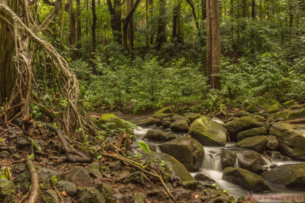 Forest River-2