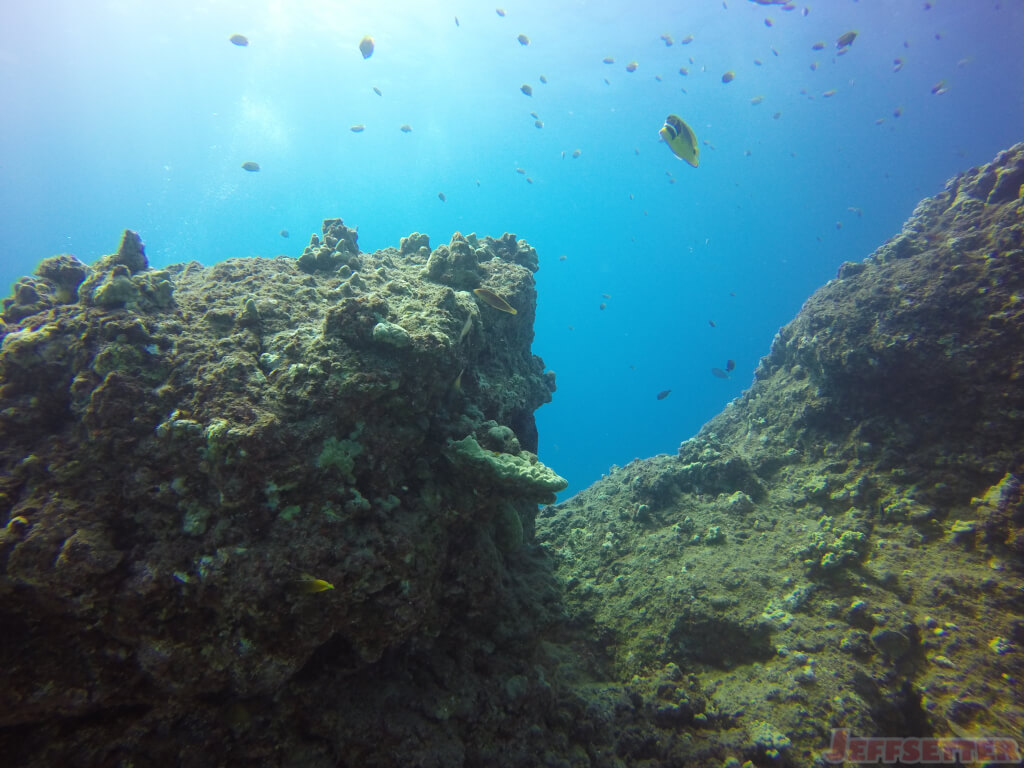 Manta Ray Dive - Big Island, Hawaii