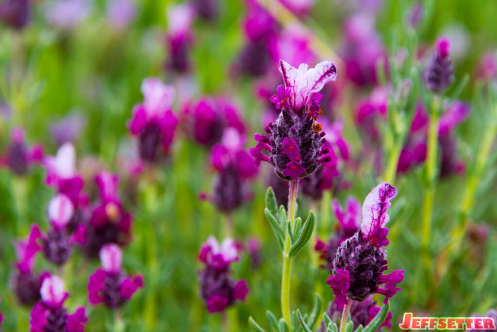 Ali'i Kula Lavender