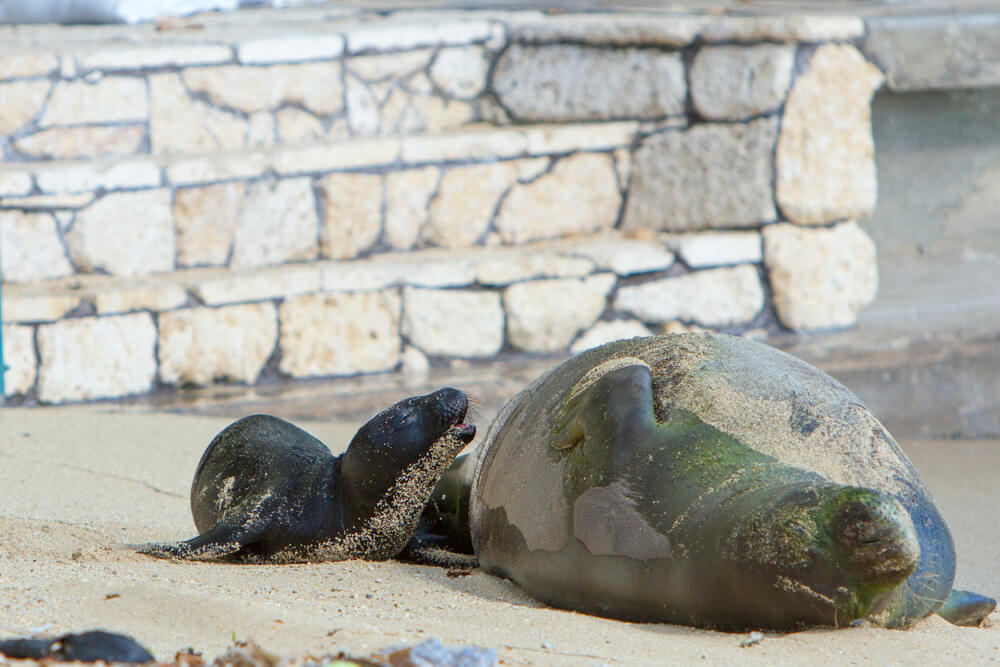 Aloha Kaimana - The Hawaiian Monk Seal Pup
