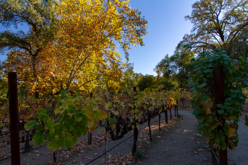 A Brief Visit to Beringer Vineyard