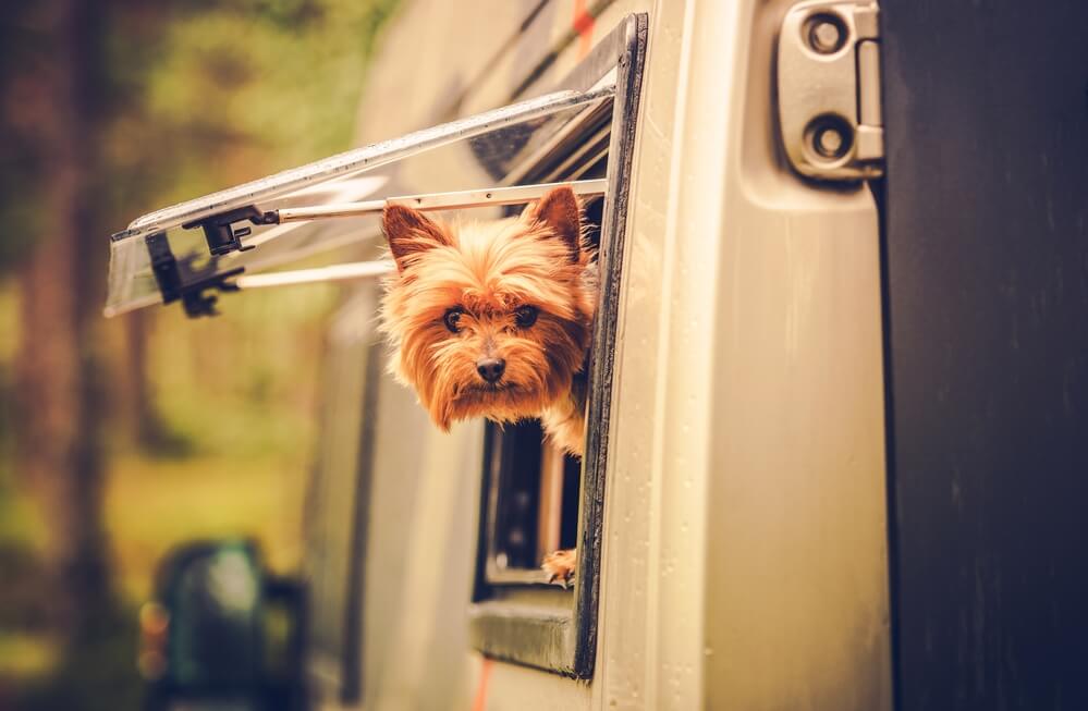 8 Best RVs For Traveling With Pets (Rated & Reviewed)