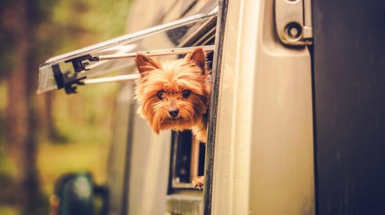 11 Best Dog Breeds for RV Living