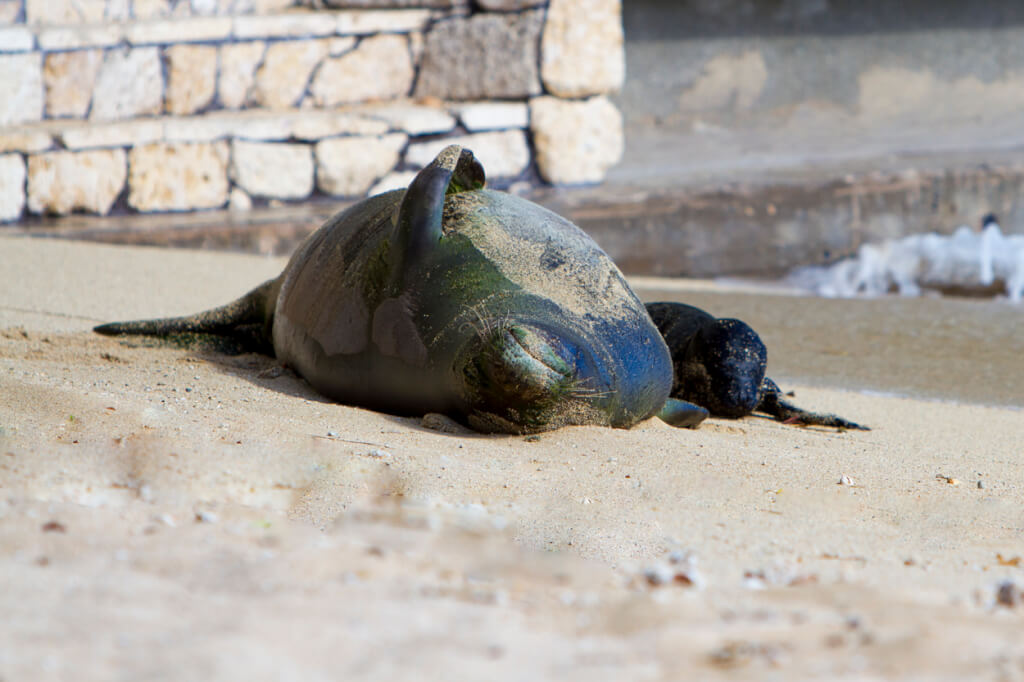 Reminder: Keep Your Distance from Monk Seals