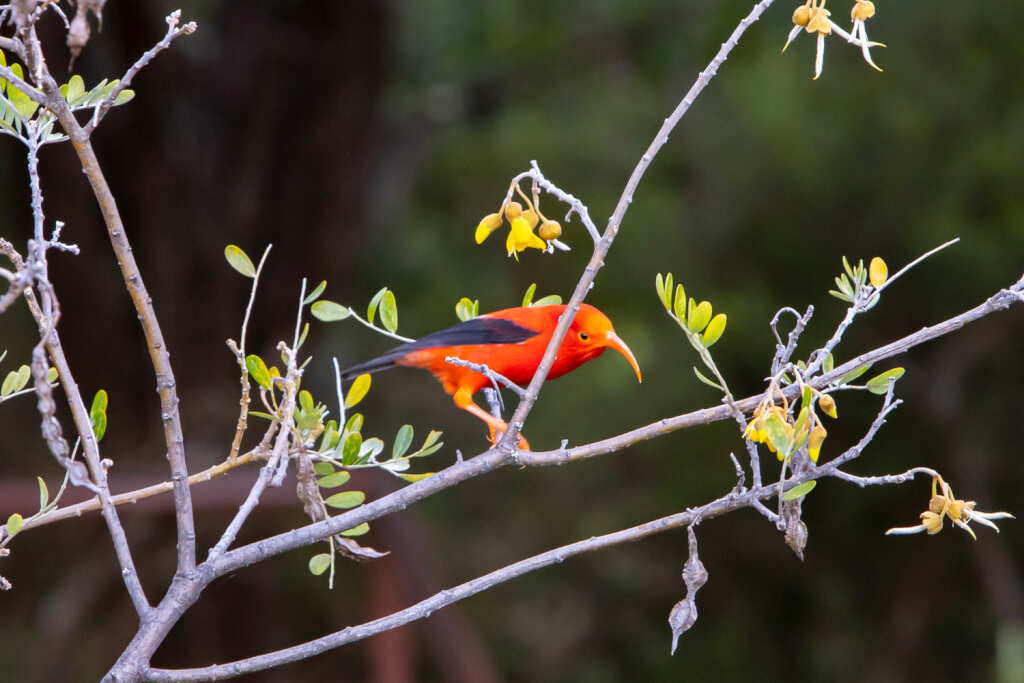 Plan to Save Hawaiian Honeycreepers is Approved