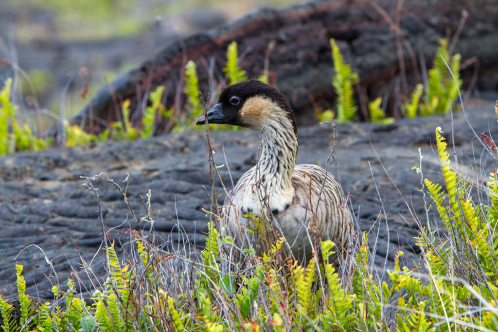 Keep Away From Wild Animals in Hawaii