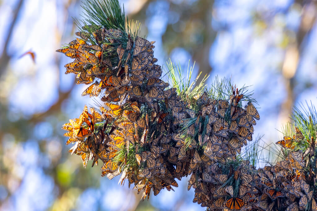 Pacific Grove Monarch Butterfly Sanctuary