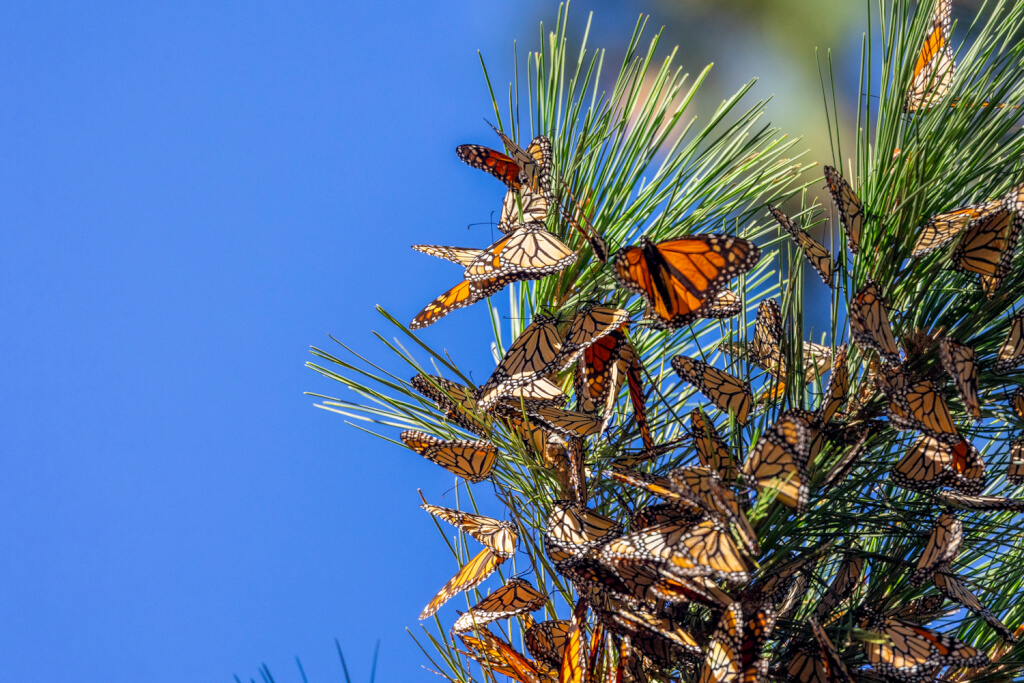 Pacific Grove Monarch Butterfly Sanctuary