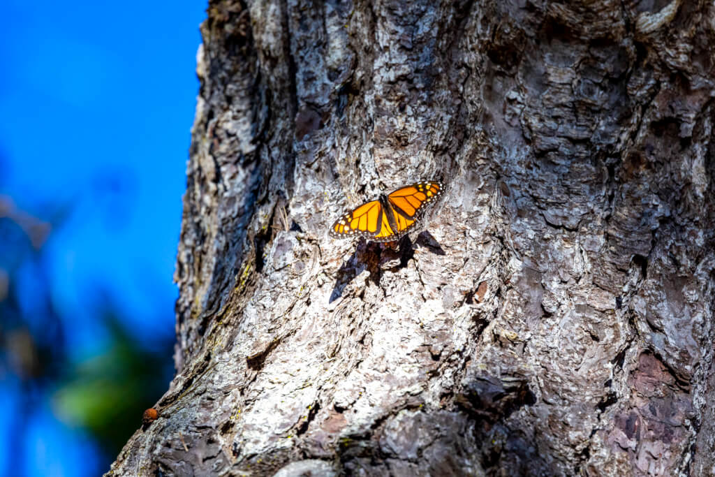 Pacific Grove Butterfly Sanctuary