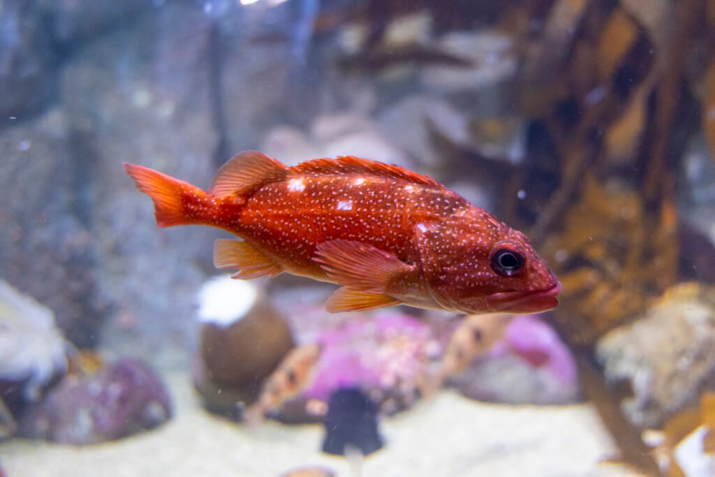 Monterey Bay Aquarium