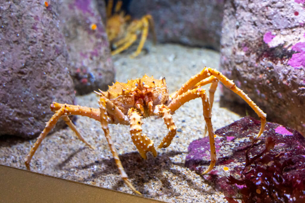 Monterey Bay Aquarium