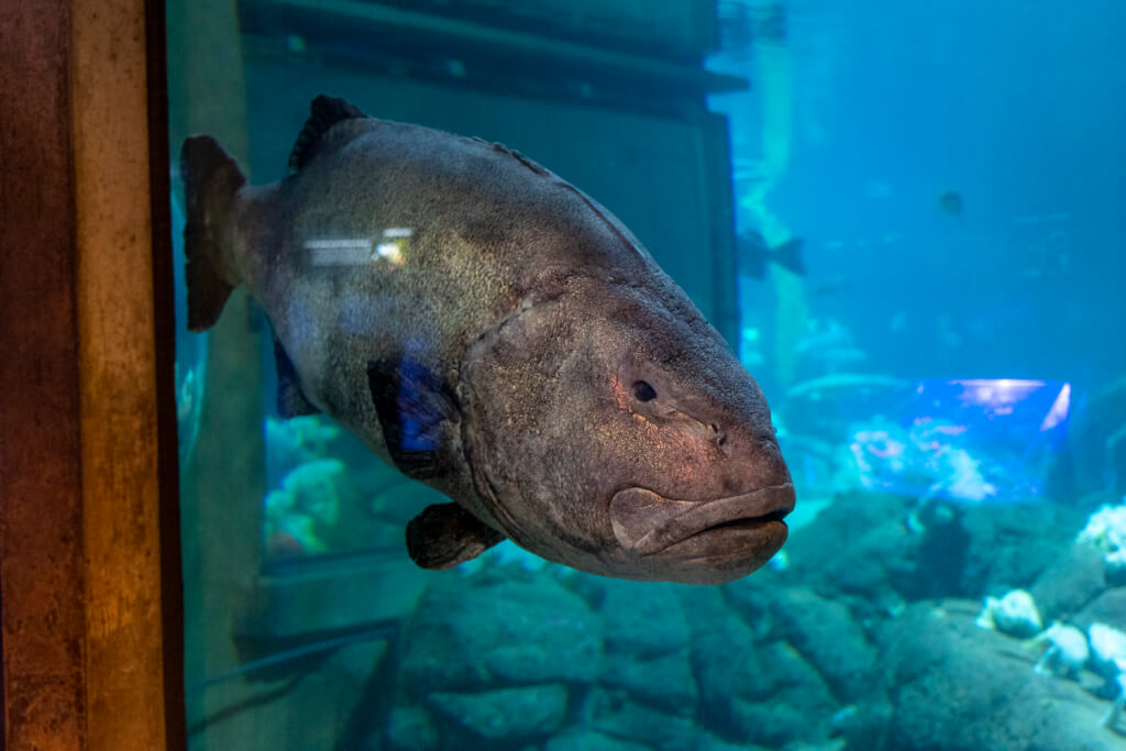 Monterey Bay Aquarium