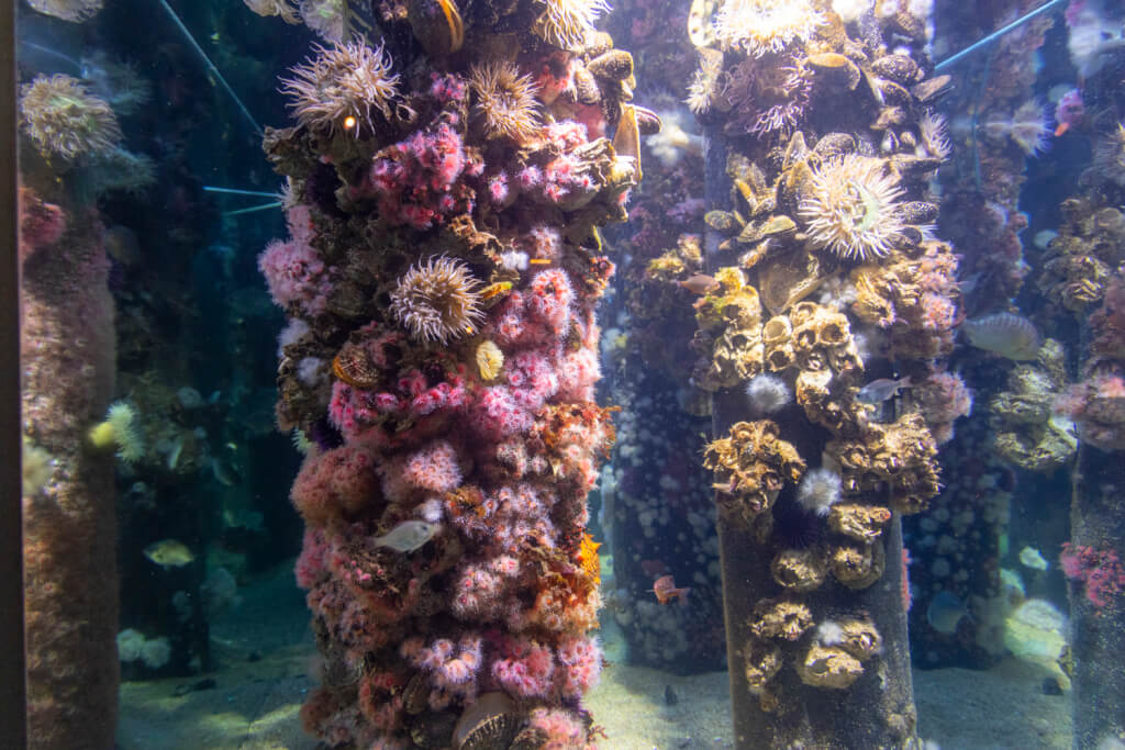 Monterey Bay Aquarium
