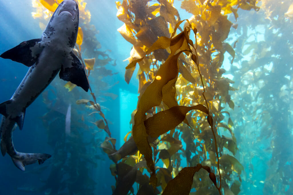 Monterey Bay Aquarium