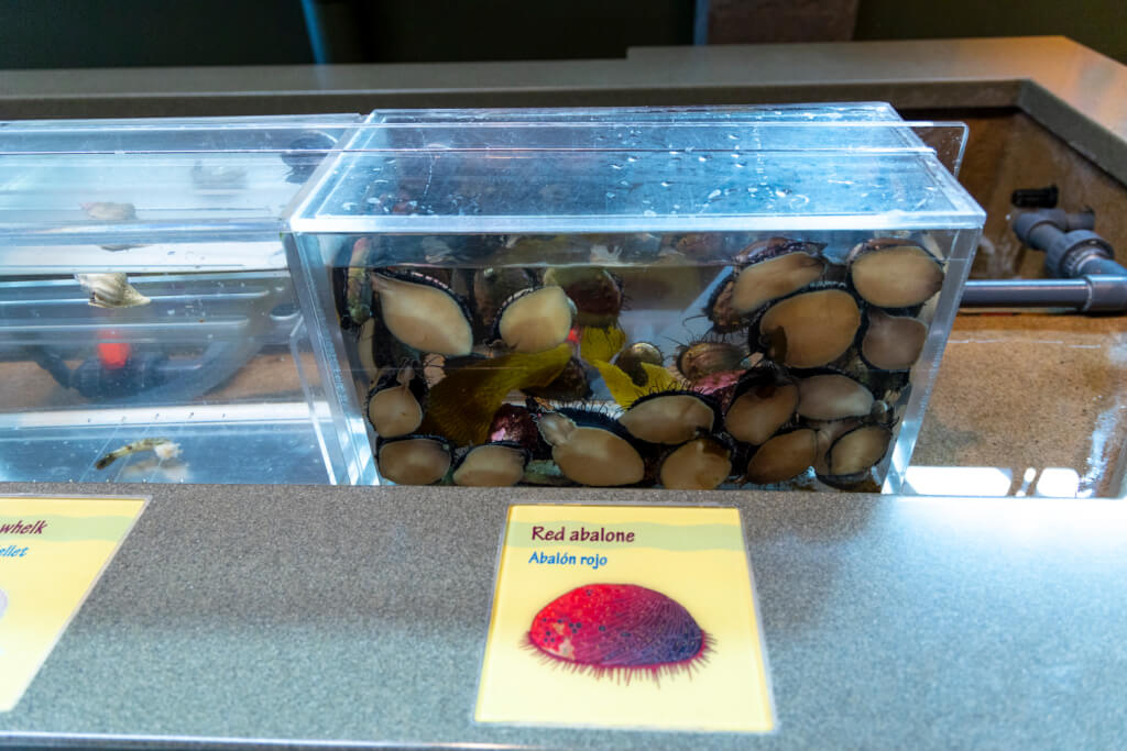 Monterey Bay Aquarium
