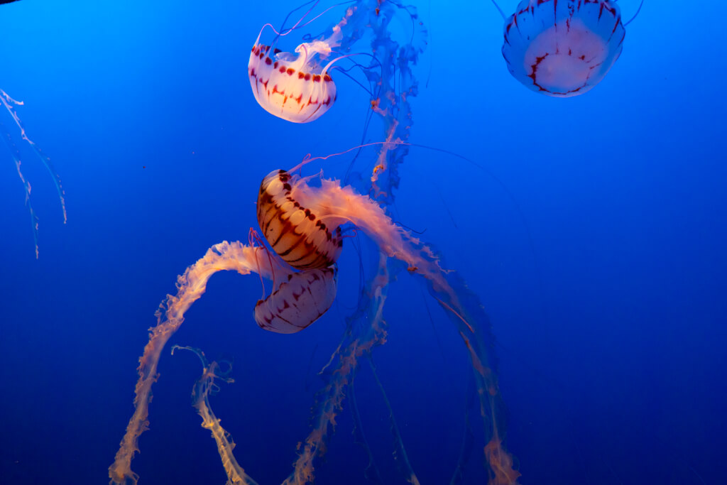 Monterey Bay Aquarium