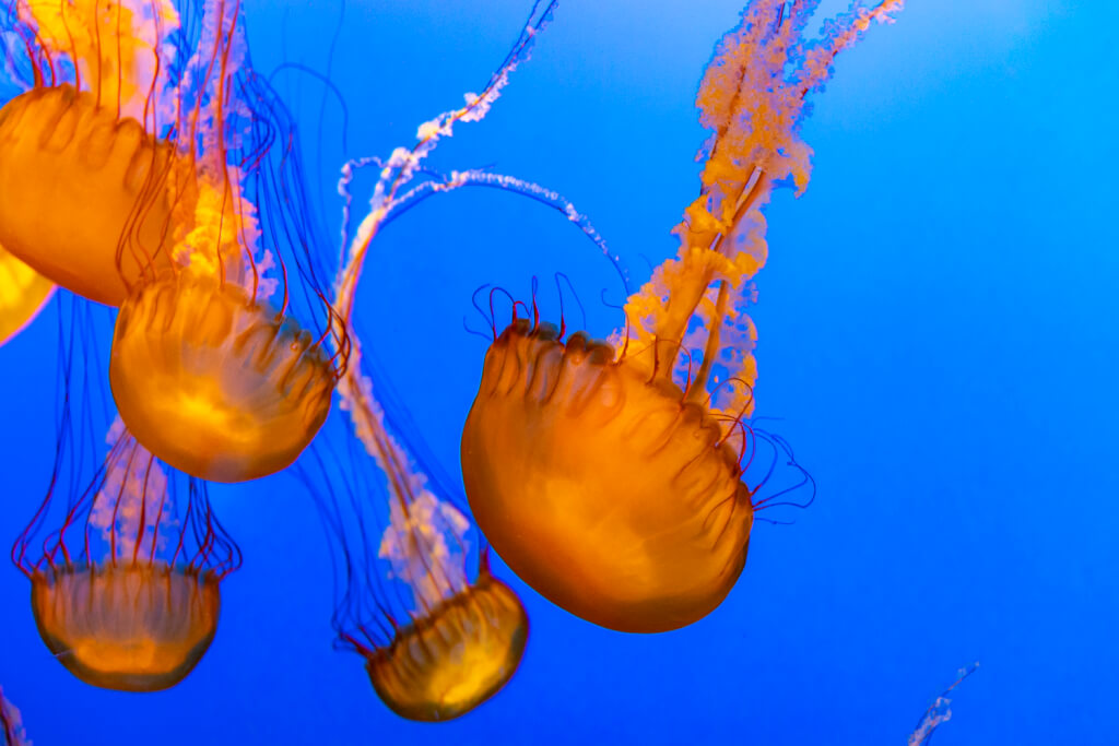 Monterey Bay Aquarium