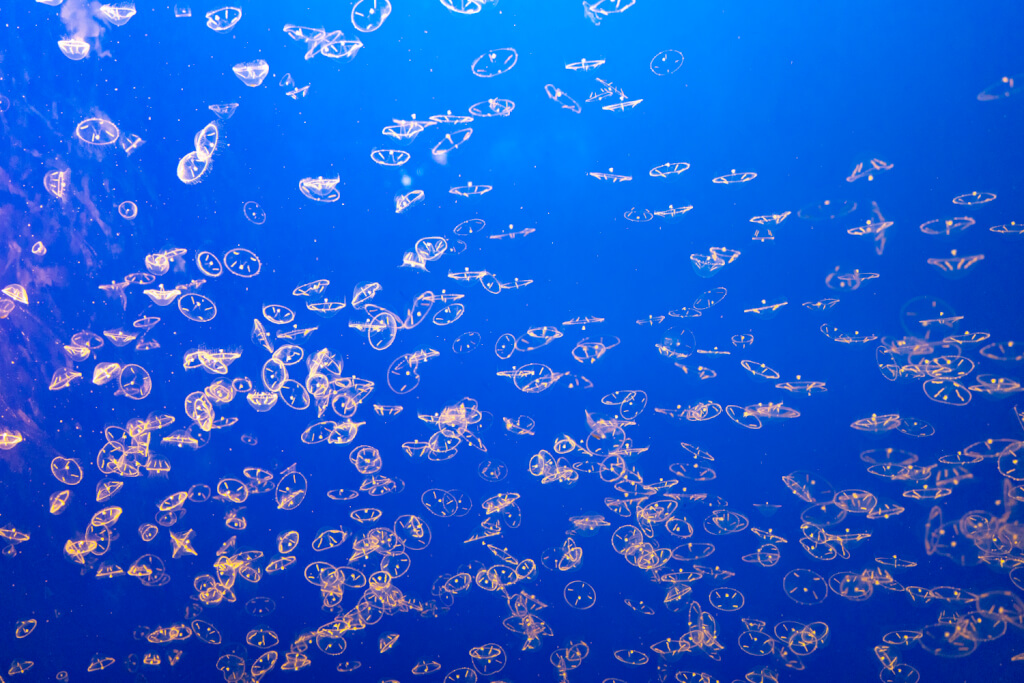 Monterey Bay Aquarium