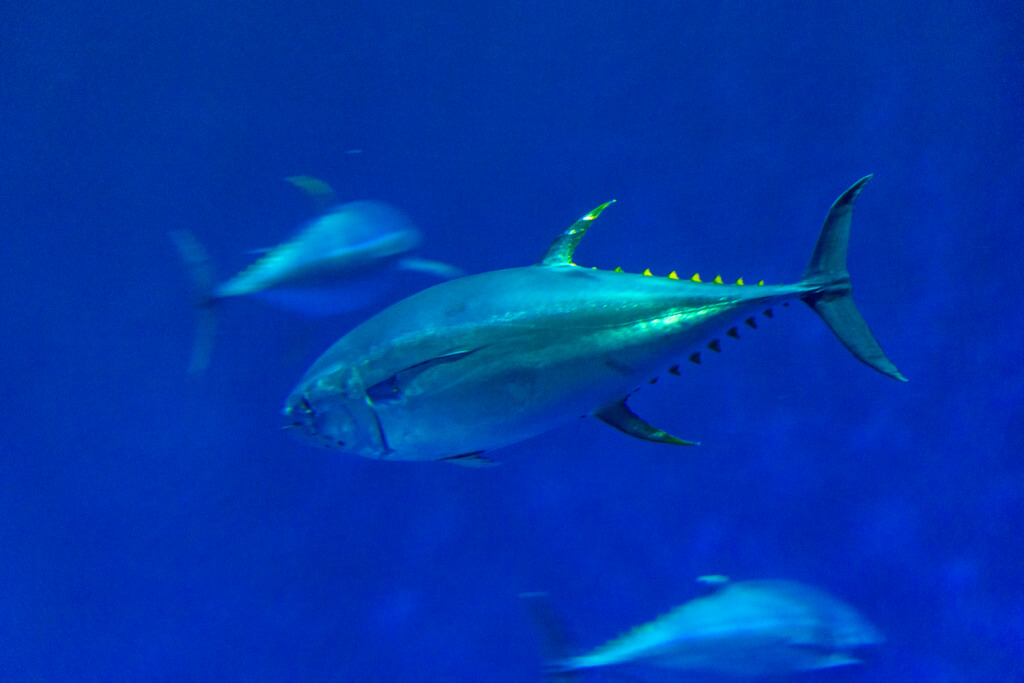 Monterey Bay Aquarium