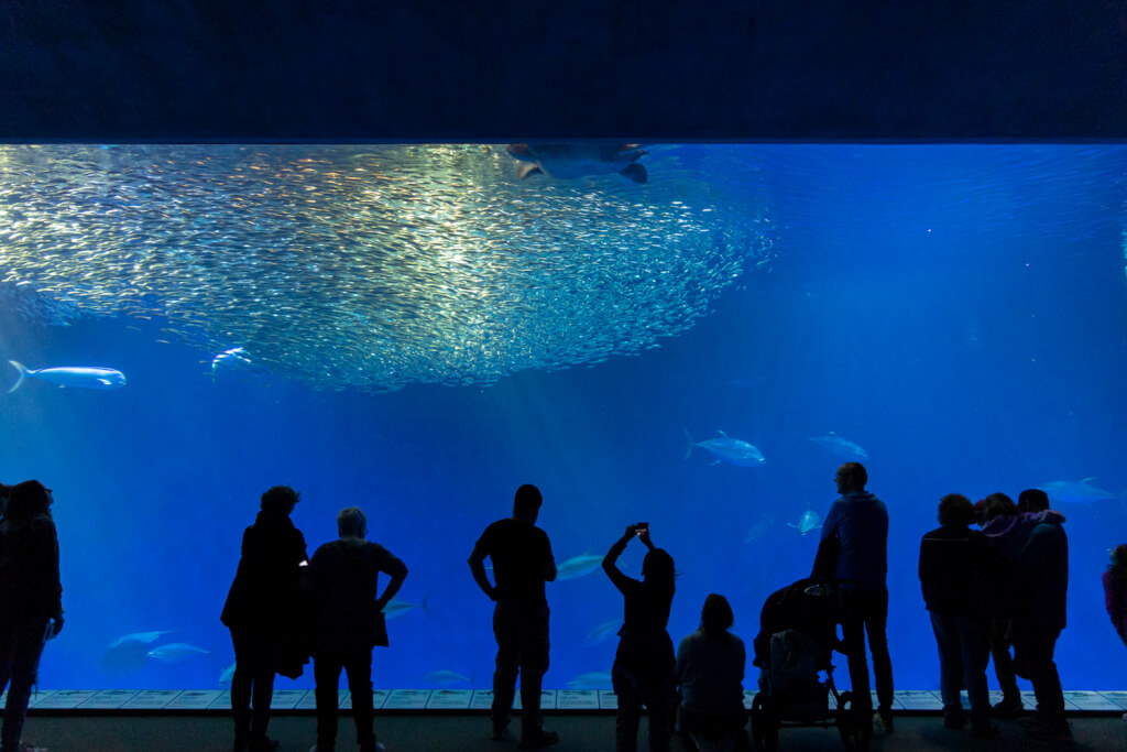 Monterey Bay Aquarium