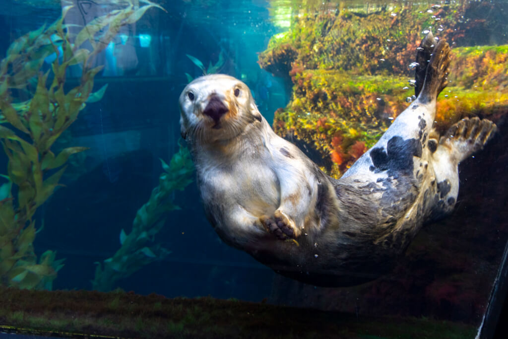 Review: The Quintessence Monterey Bay Aquarium