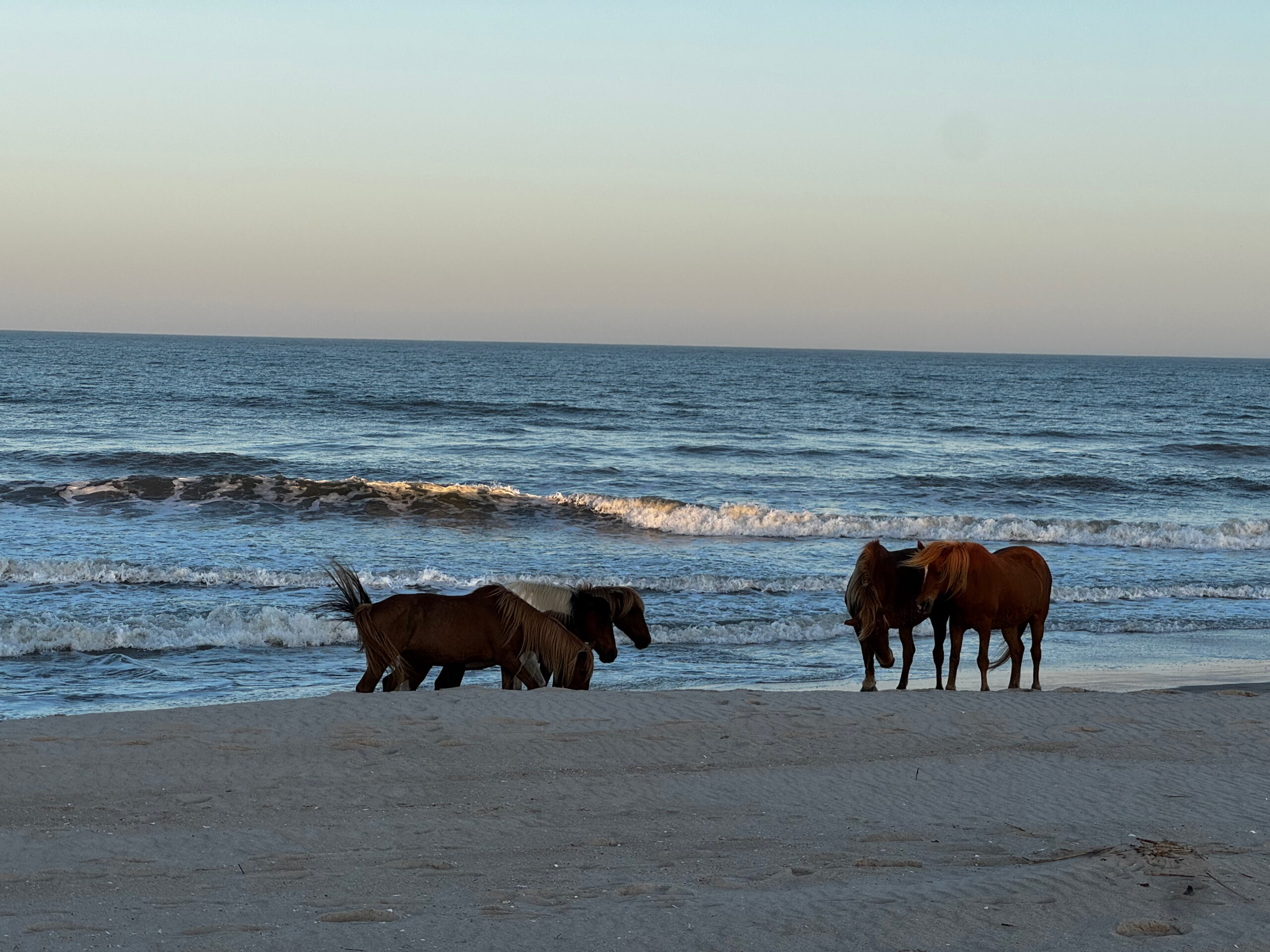 Four wild horses on the surf line at Assateague Island National Seashore. From last year